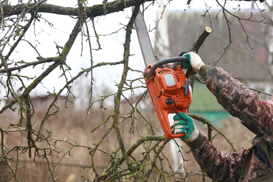 Experienced Tree Trimming Minneapolis, MN