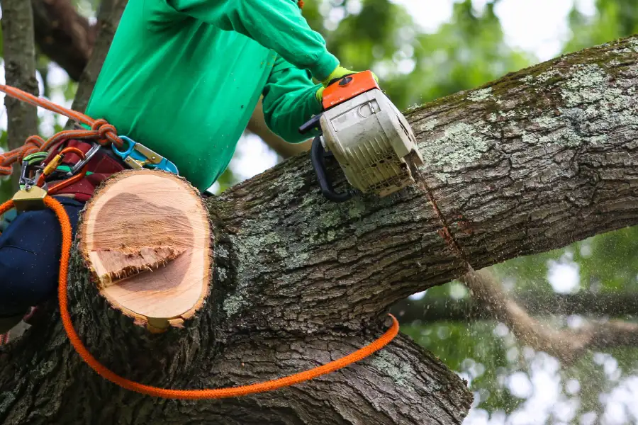 Professional Tree Trimming Minneapolis, MN