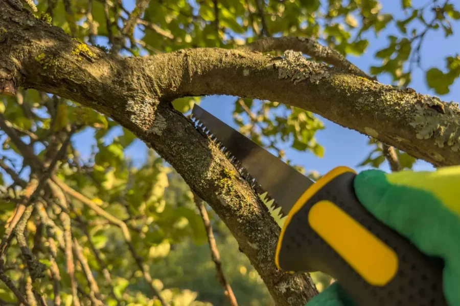 Quality Tree Trimming Minneapolis, MN