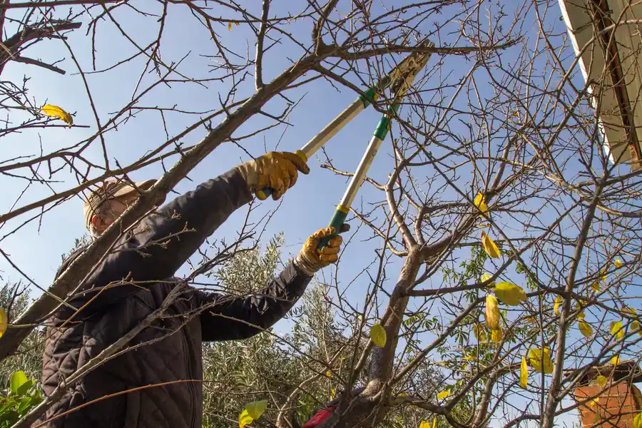 Signs Your Trees Need Professional Trimming Services Minneapolis, MN