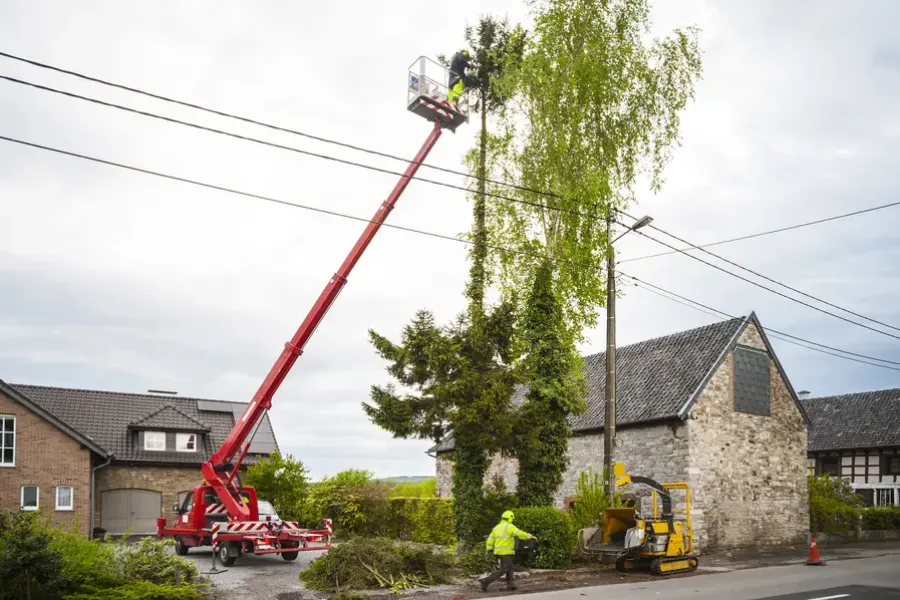Signs Your Trees Need Professional Trimming Services in Minneapolis, MN