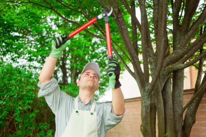 Tree Trimming Tree Trimming