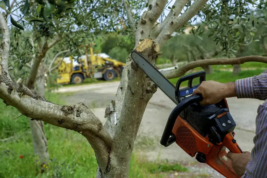 When To Schedule Tree Trimming For Optimal Results Minneapolis, MN