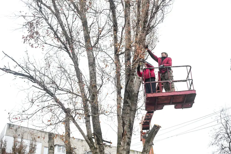 When To Schedule Tree Trimming For Optimal Results in Minneapolis, MN
